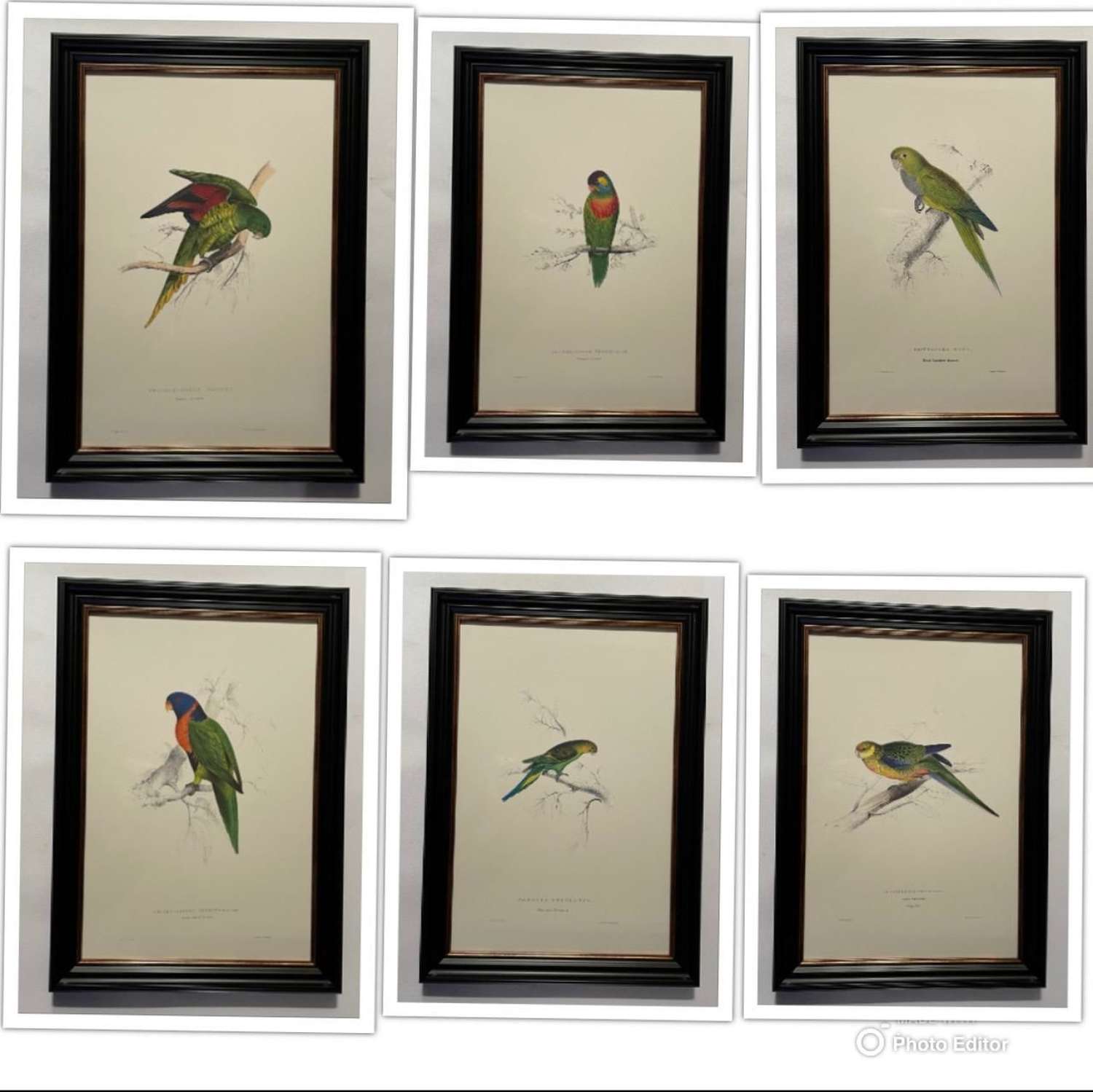 Edward Lear - Superb Set of Six Hand Coloured Lithographs of Parrots (