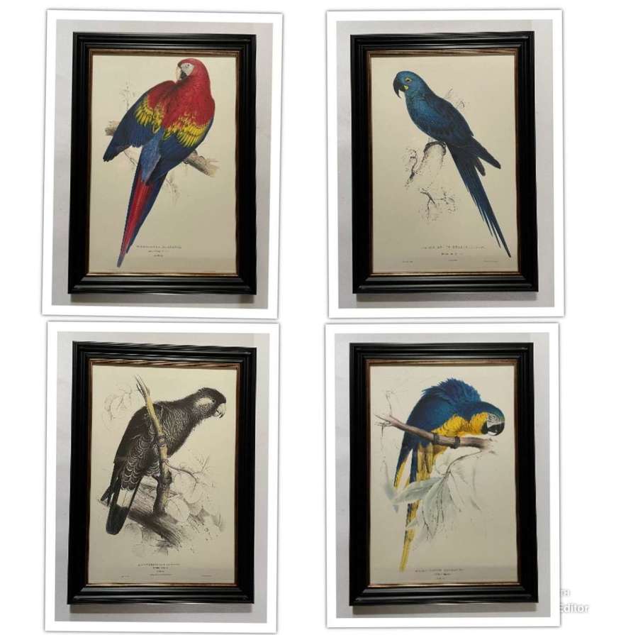 Edward Lear - Superb Set of Four Hand Coloured Lithographs of Parrots