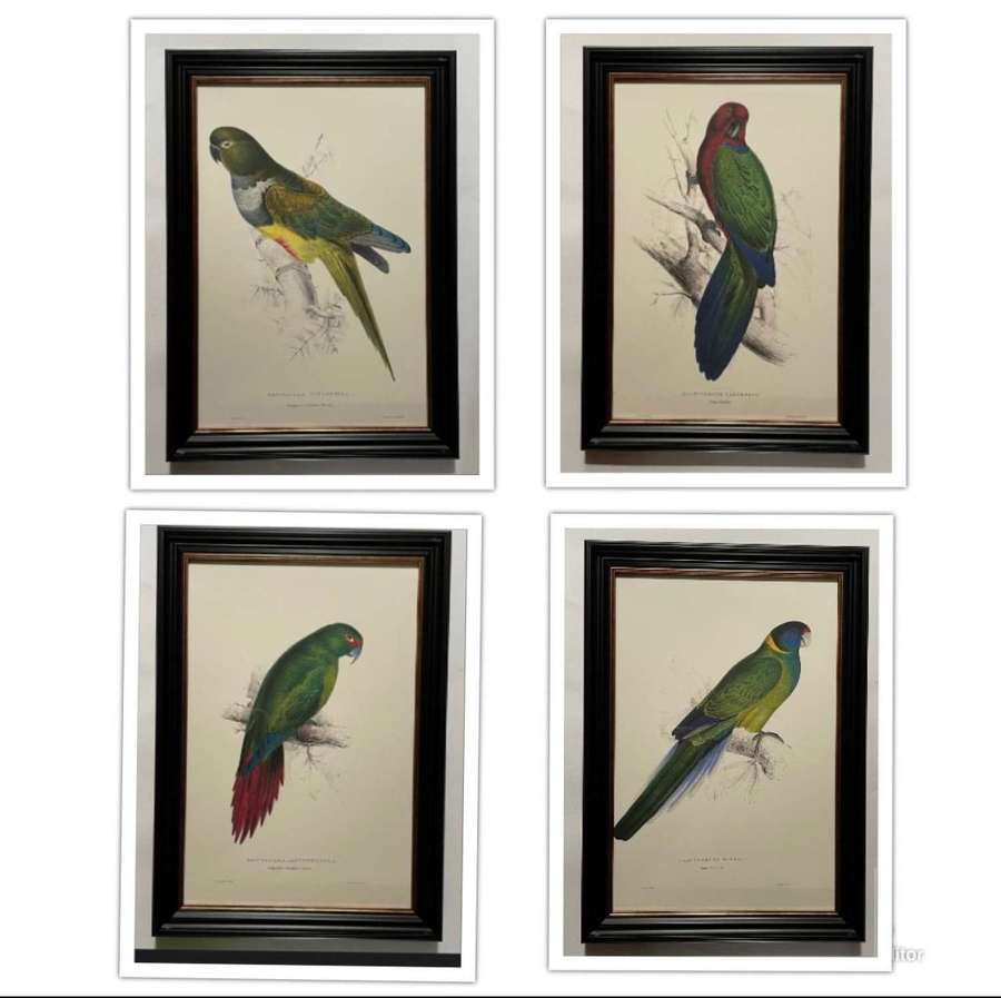 Edward Lear - A Superb Set of Four Hand Coloured Lithographs of Parrot