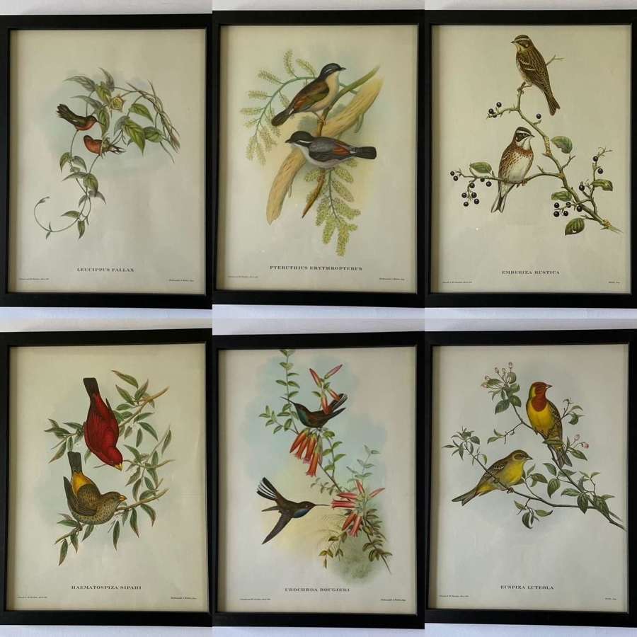 Set of Six Highly Decorative  Mr Gould's Tropical Framed Bird Prints