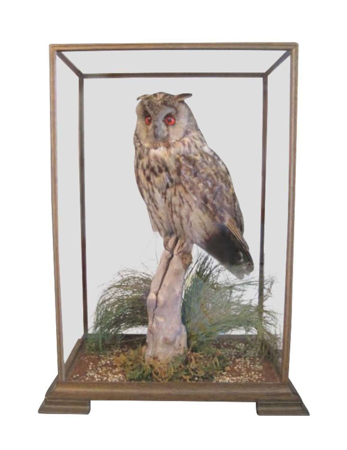 Fine Example of a Long Eared Owl in Glass Case