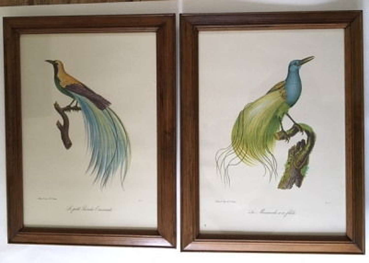 After Louis Piere Vieillot Set of Four Birds of Paradise Lithographs