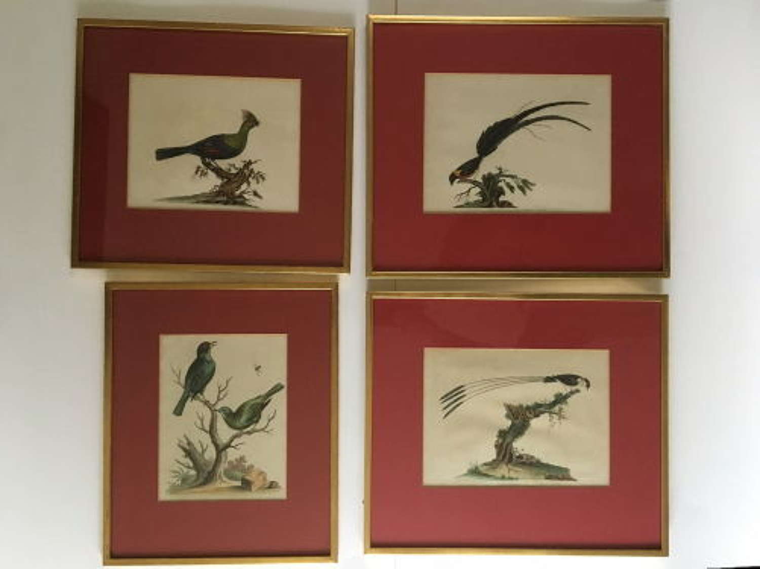 Set of Four Coloured Bird Illustrations