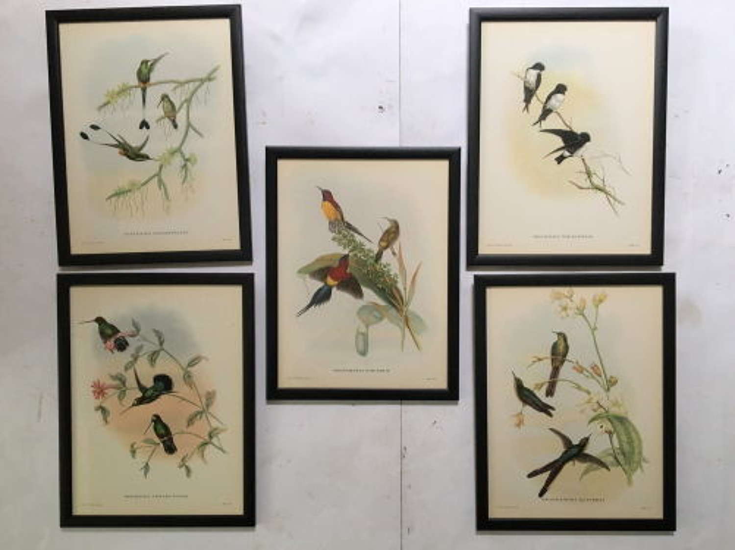 Set of 5 'Three Bird' Tropical Bird Plates taken from Mr Goulds Tropic