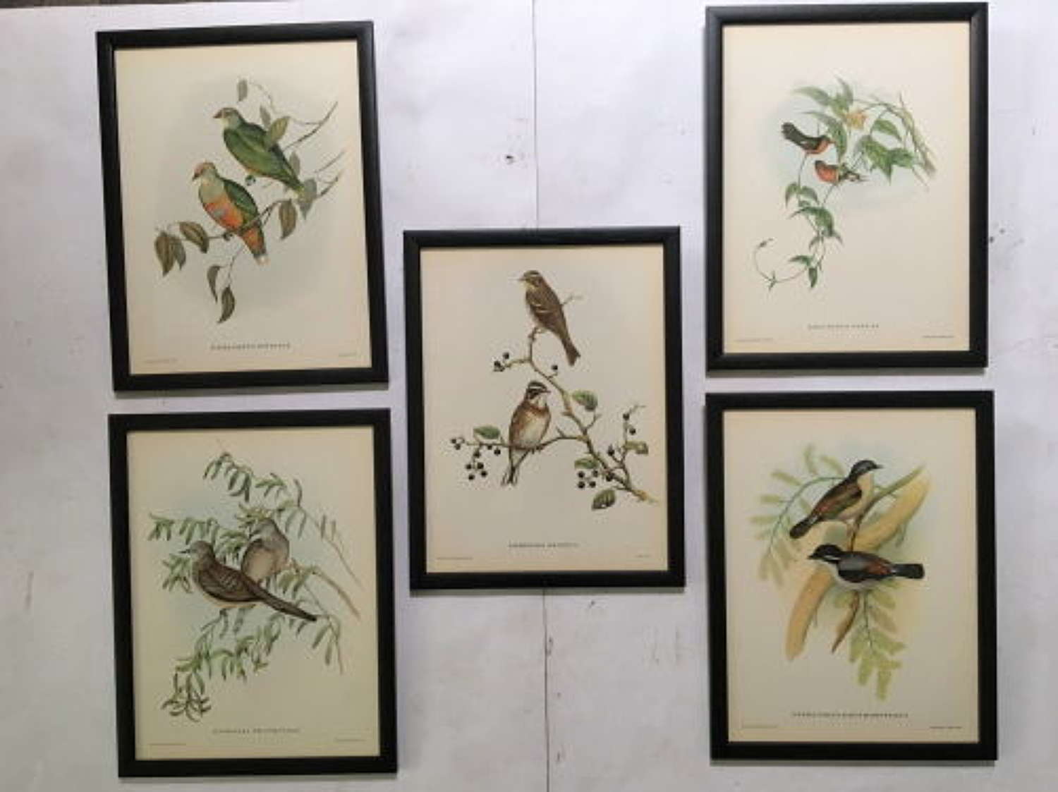 Set of 5 'Two Bird' From Mr Goulds Tropical Framed Bird Plates