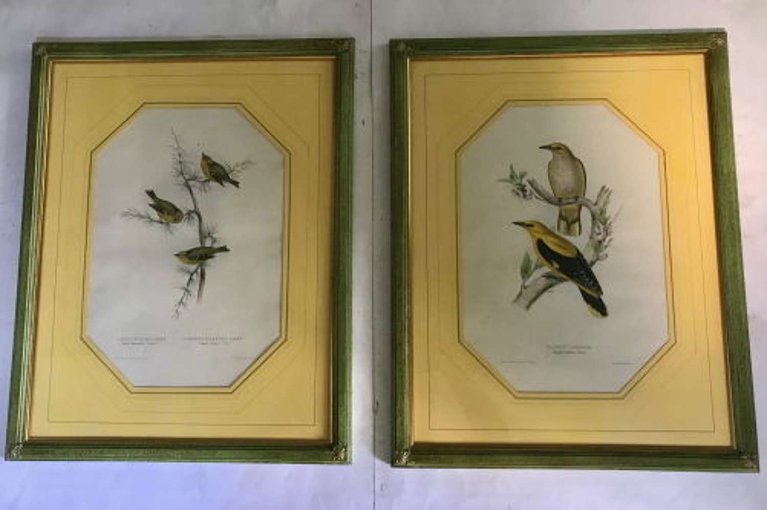Fabulous Set of Eight Ornithological Bird Prints