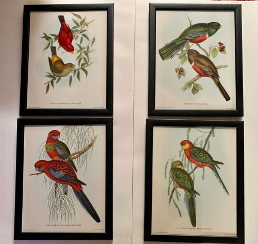 Set of Four Mr Goulds Tropical Framed Bird Prints