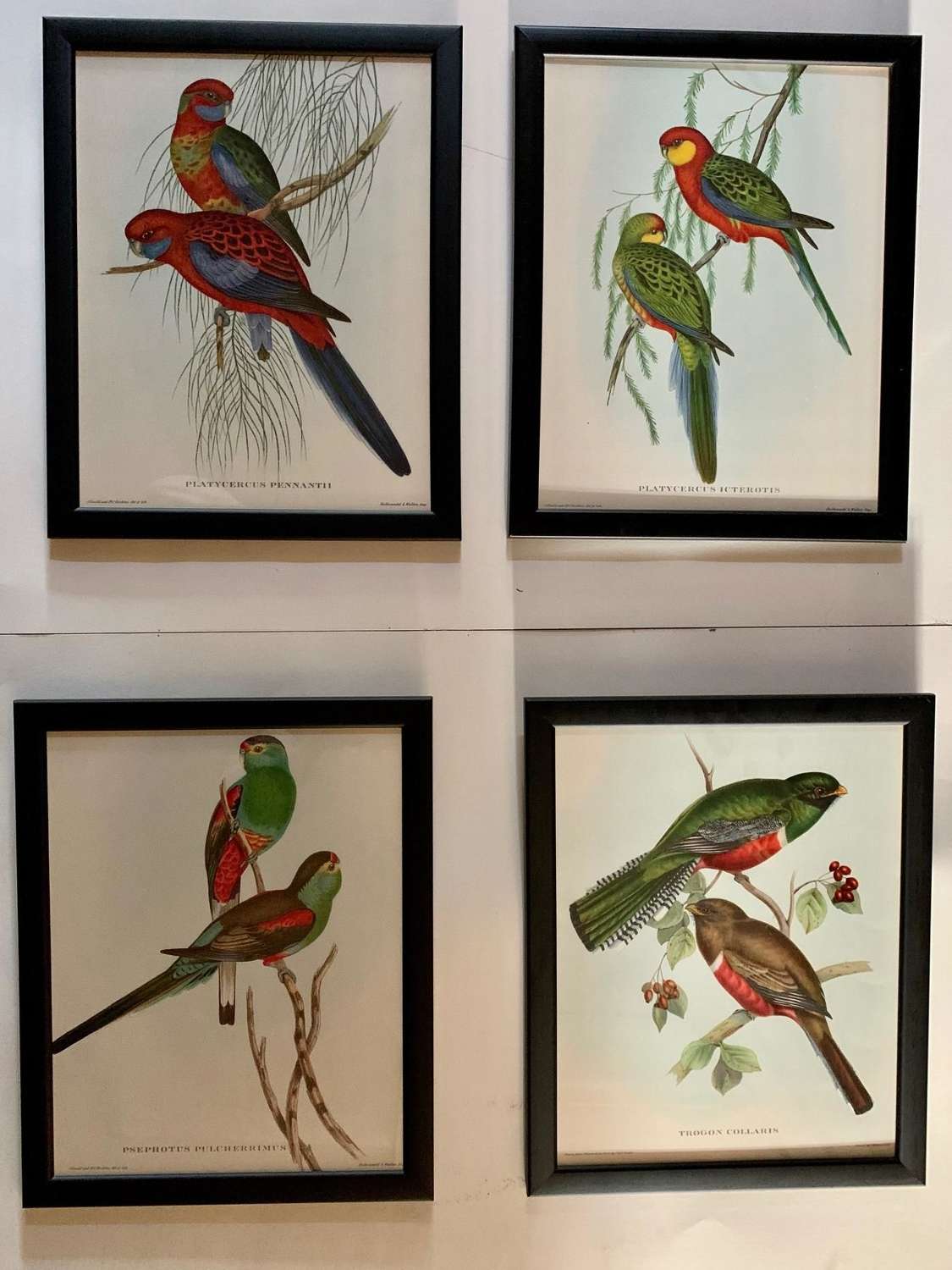 A Set of Four of Mr Gould's Tropical Bird Prints