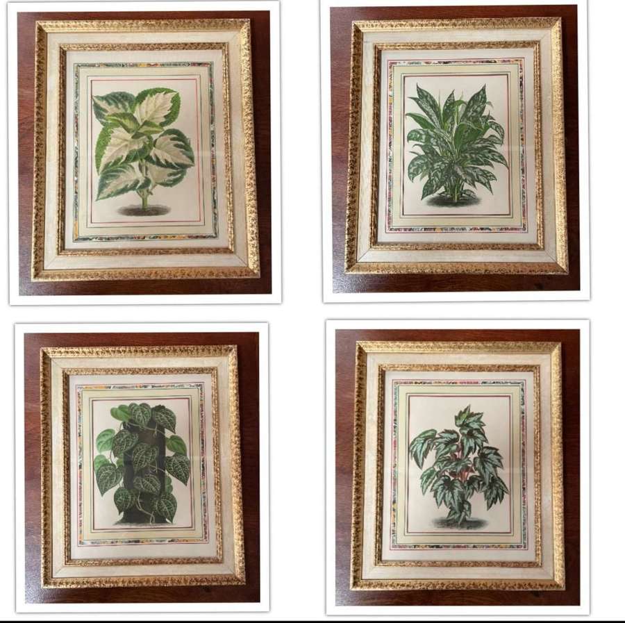 Set of Attractive Botanical Prints