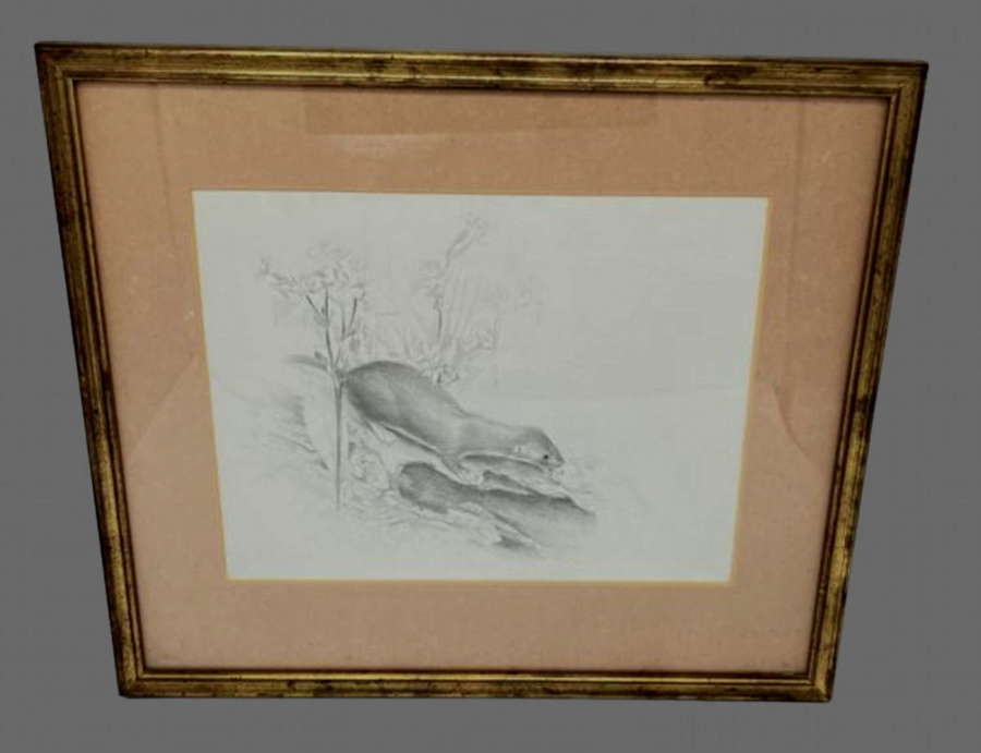 George Roe - Pencil Sketch - Weasel Hunting