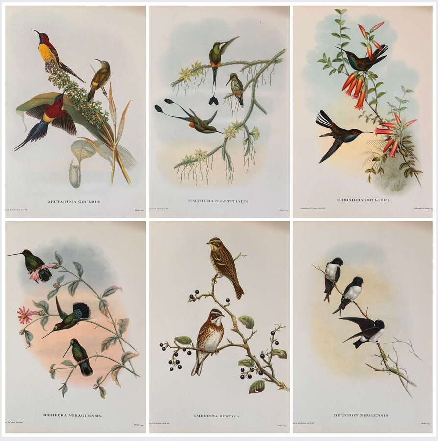A Fabulous Set of Six Unframed Gould Tropical Bird Prints (C)
