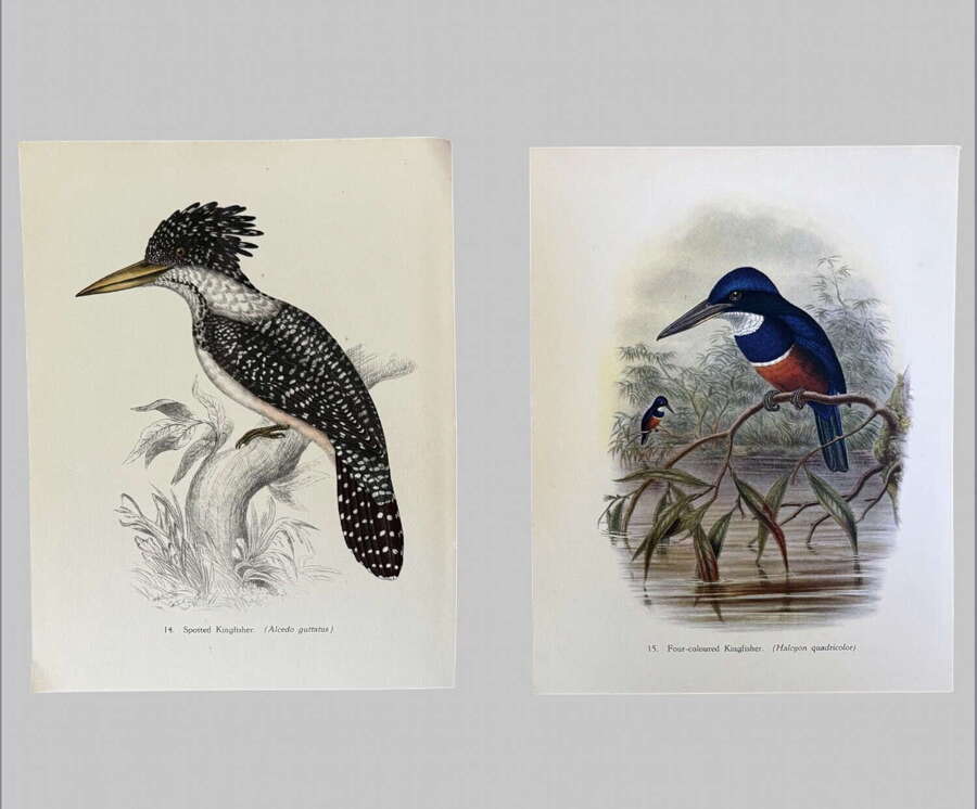 A Pair Of Tropical Bird Kingfisher Plates by John Gould 1948