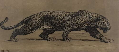 Herbert Dicksee - Etching on Paper 1922- Signed Artist Proof Ltd Ed - 'Study of Leopard'