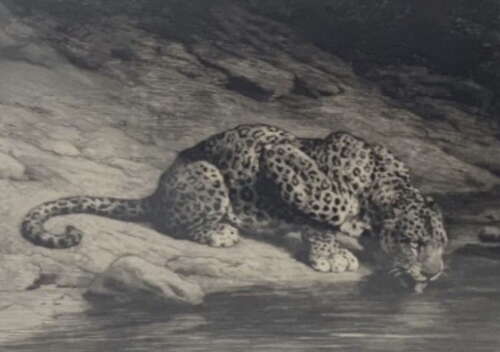 Herbert Dicksee - Etching on Paper 1916 - Signed Artists Proof Ltd Ed - 'Leopard Drinking'
