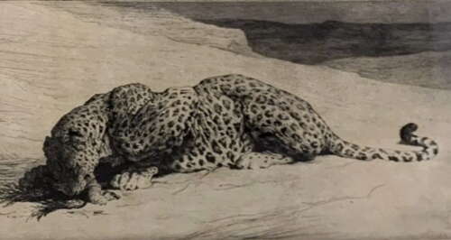 Herbert Dicksee - Etching On Paper 1920 - Signed Art Proof Ltd Ed - Leopard & Jungle Fowl