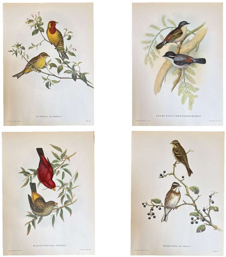 A Fabulous Set of Four Good Sized Unframed Gould Tropical Bird Prints (4)